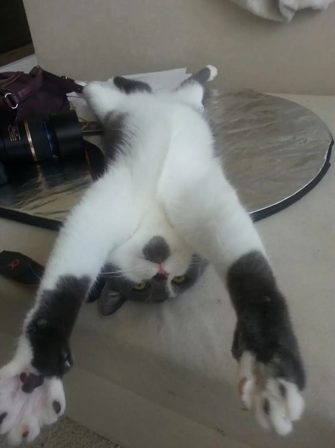 Felina