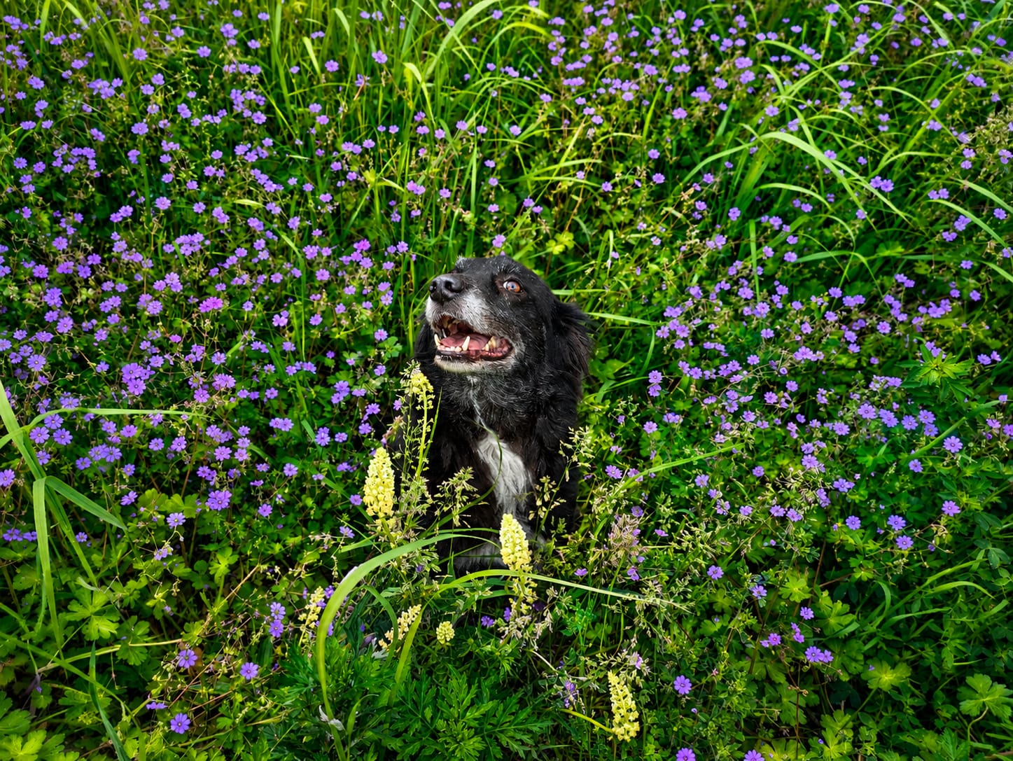 Finja