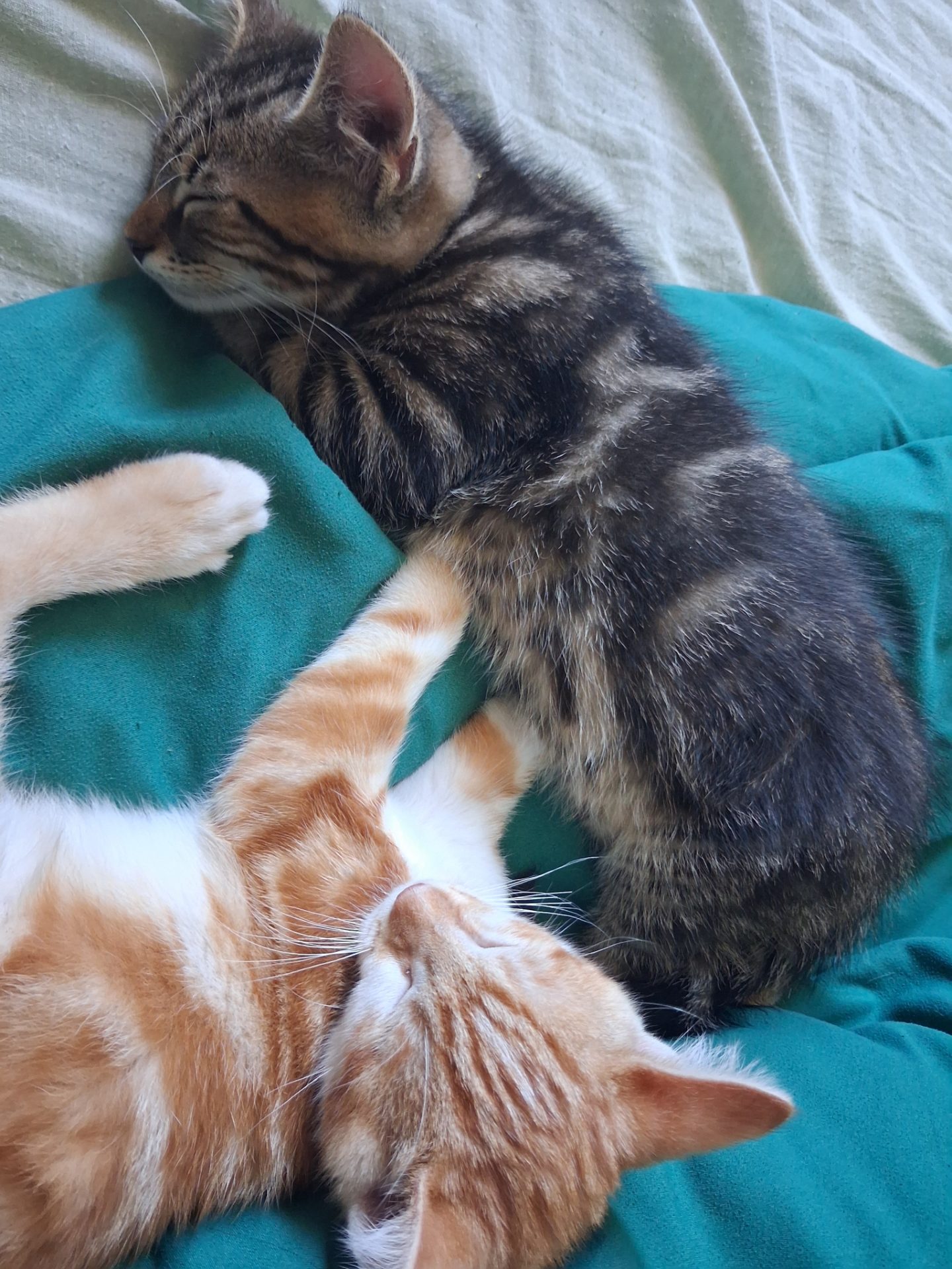 Pepper & Kiwi