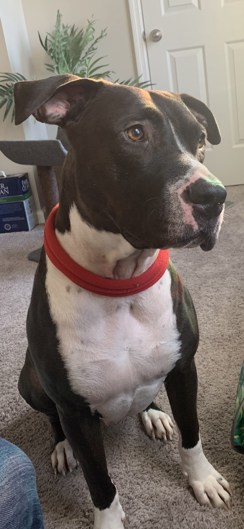 Meatball
