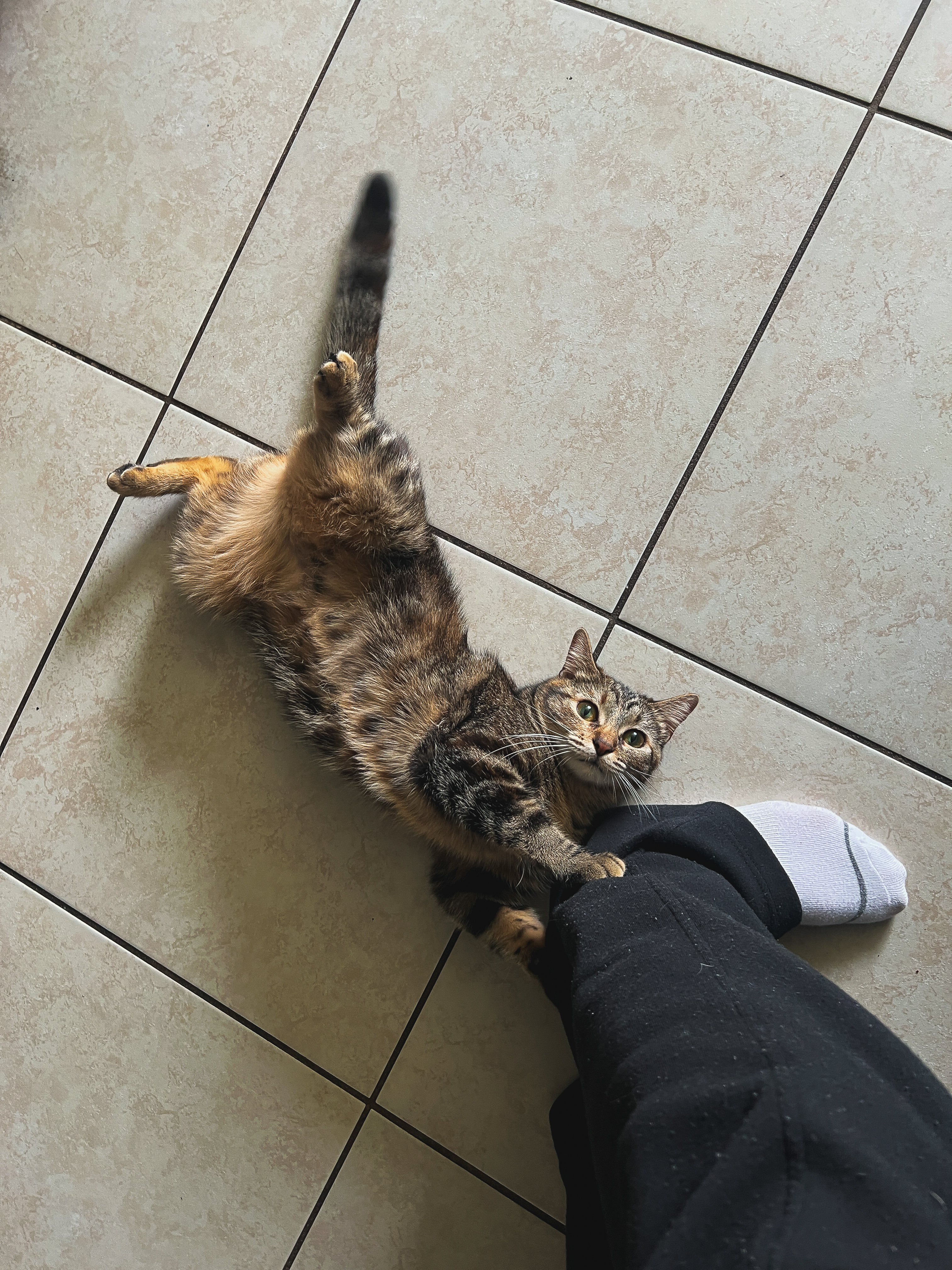 Frisky